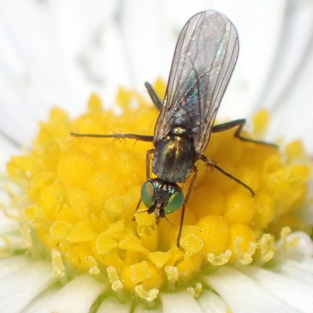 Dolichopus sp.  femmina (Dolichopodidae)